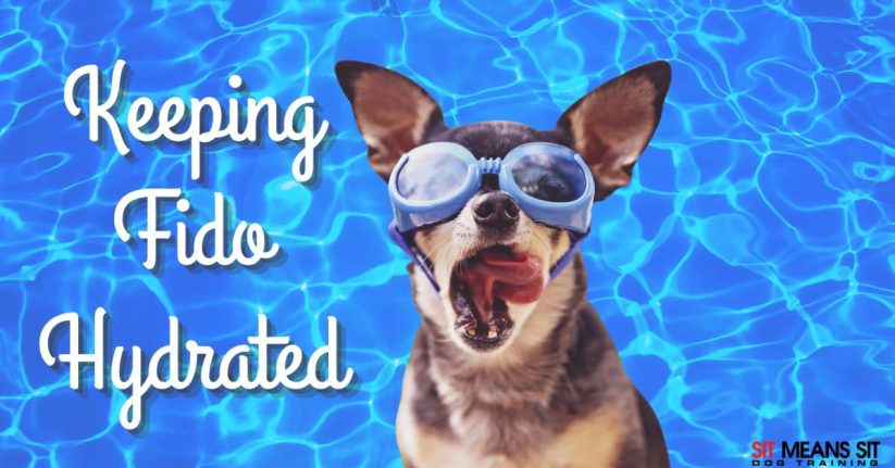 Tips for Keeping Your Dog Hydrated in the Heat