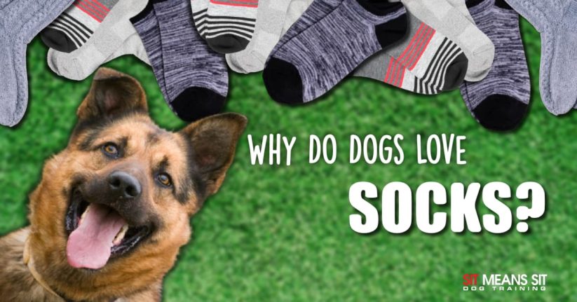 Why Does My Dog Love Socks?