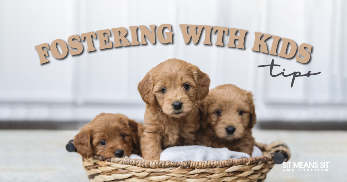 Three puppies in a basket with the text Fostering with kids tips
