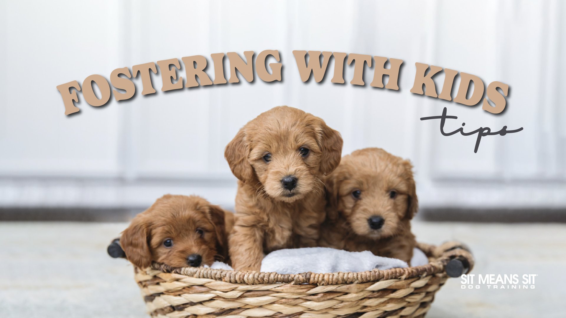 Tips for fostering dogs when you have kids sit means sit dog training