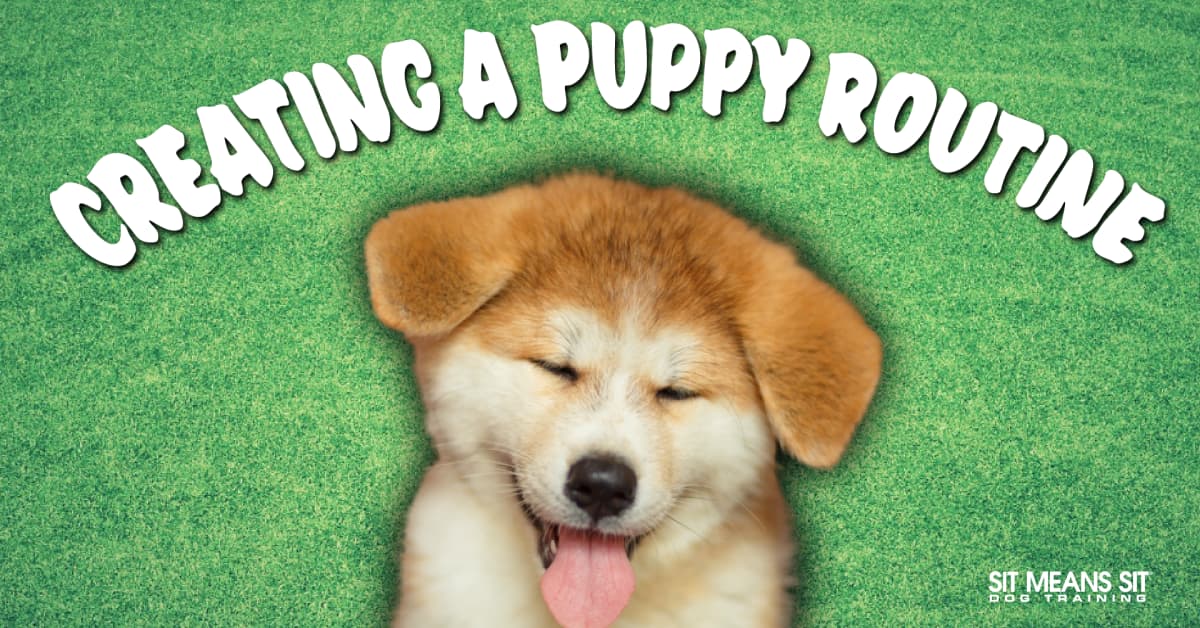 Creating a Routine With Your Puppy
