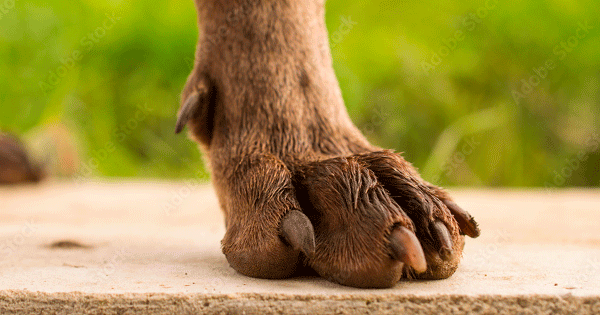 Correct Dog Nail Length