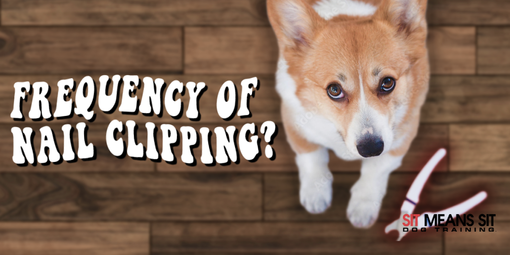 How Often Do I Need to Clip My Dog’s Nails? SMS Nashville