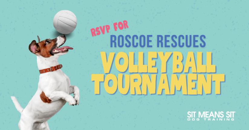 RSVP For Roscoe Rescues 4th Annual Volleyball Tournament