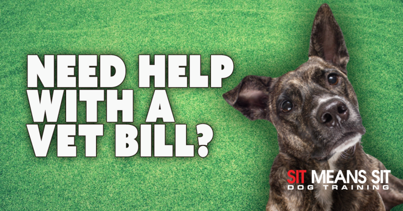 Read This If You Need Help With Your Dog's Vet Bill