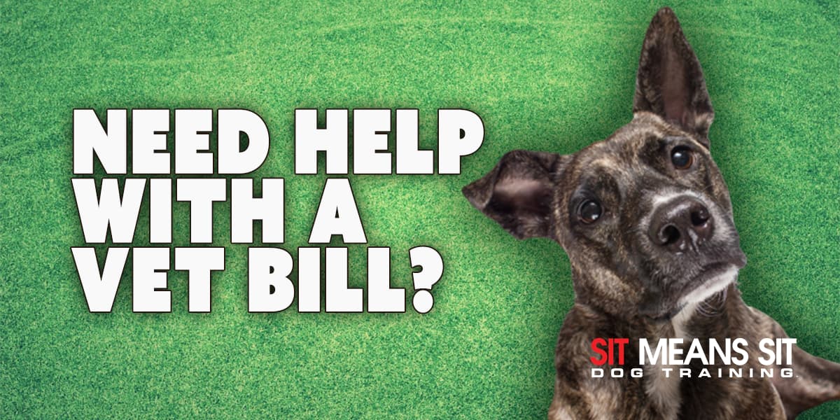 Read This If You Need Help With Your Dog's Vet Bill