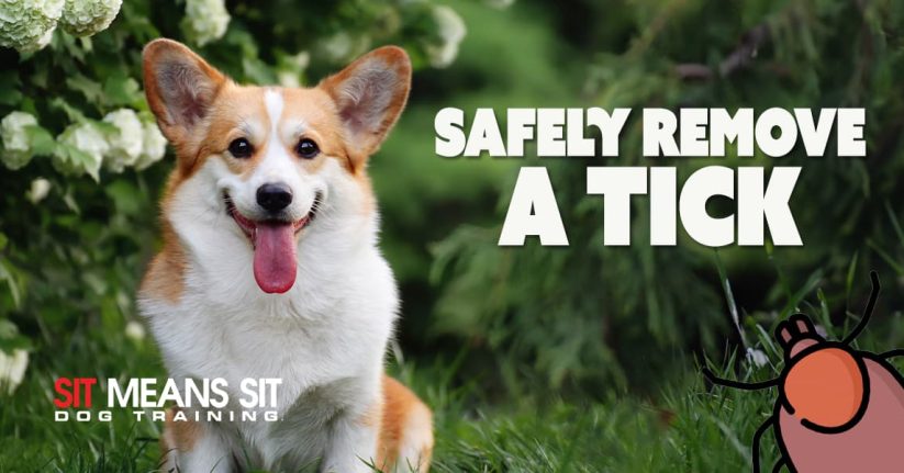 How To Safely Remove A Tick From Your Dog