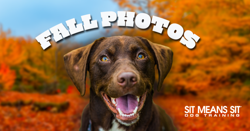 Tips For Taking Amazing Fall Photos Of Fido