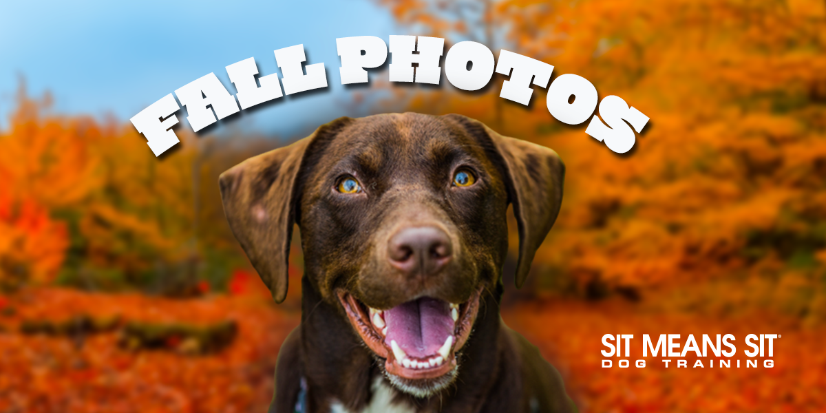 Tips For Taking Amazing Fall Photos Of Fido