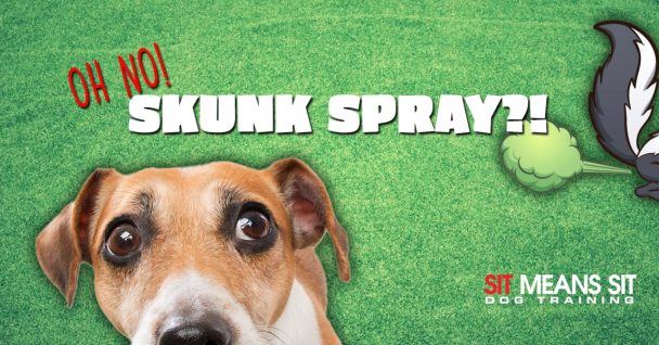 Oh No! A Skunk Sprayed Your Dog