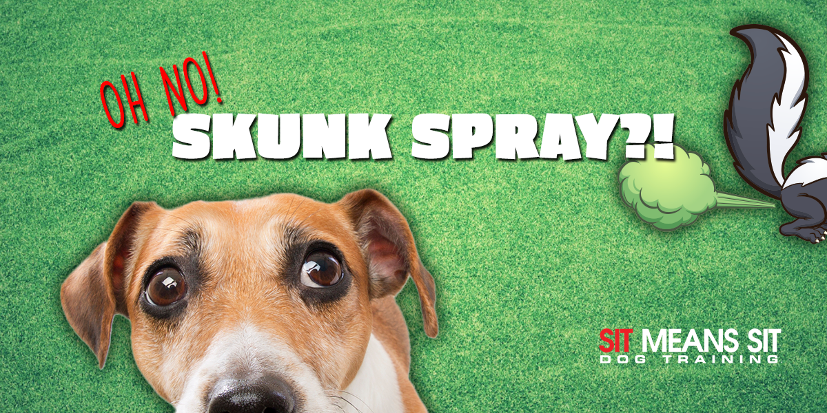Oh No! A Skunk Sprayed Your Dog: Here's What To Do