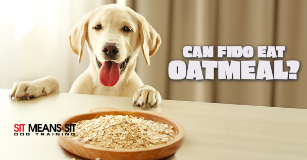 Can My Dog Have Oatmeal?