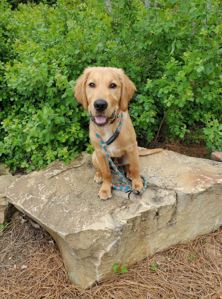 Milo, a golden retriever puppy from Franklin, sitting on a rock after his Sit Means Sit training sessions.