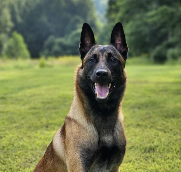 A happy dog sits proudly on green grass, surrounded by trees and nature.