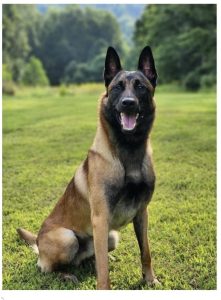 A happy dog sits outdoors, surrounded by lush green grass and trees in the background.