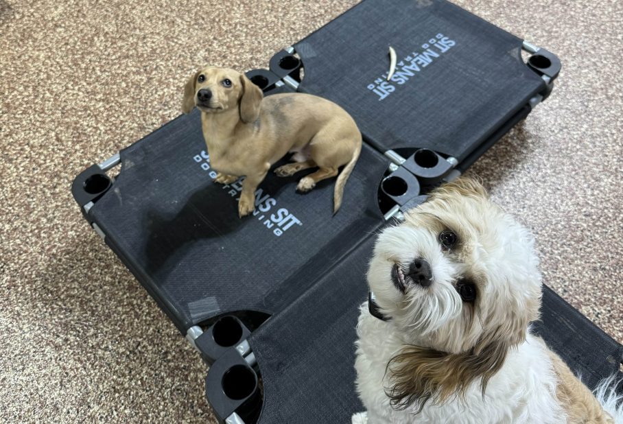 Two dogs sitting on black mats indoors, one brown and one fluffy white.
