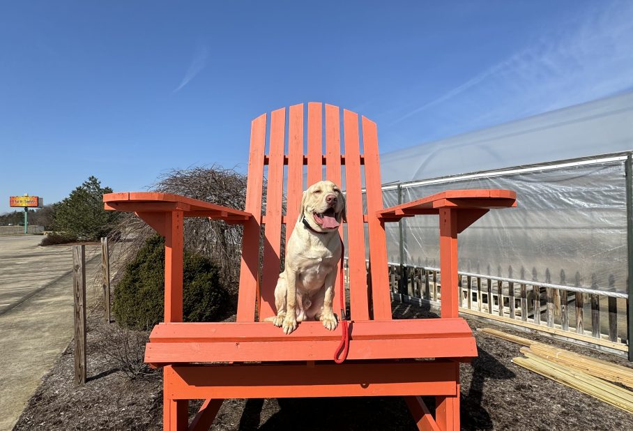 A dog sits on a large orange Adirondack chair against a clear blue sky.