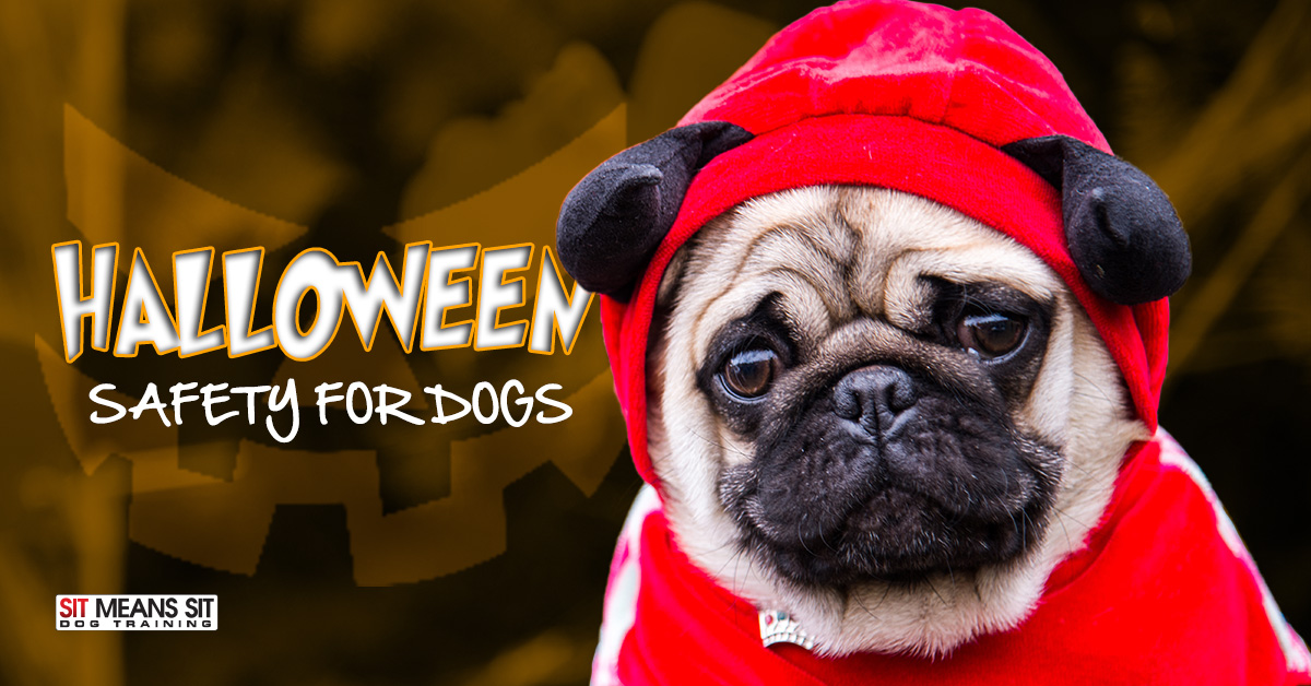 Halloween Safety for Dogs