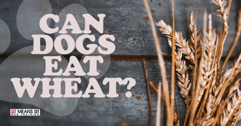 Can Dogs Eat Wheat?