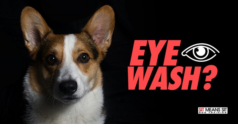 Does My Dog Need an Eye Wash?