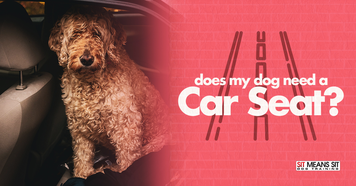 do dogs need car seats