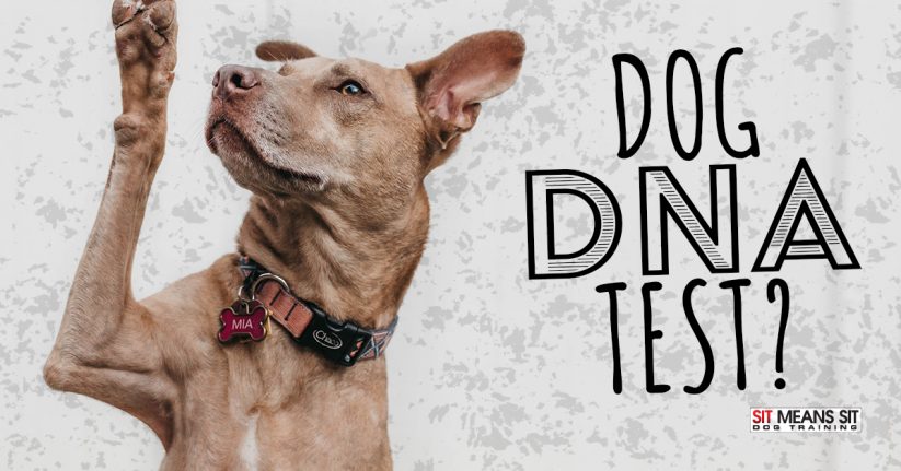 Should I Use a Dog DNA Test?