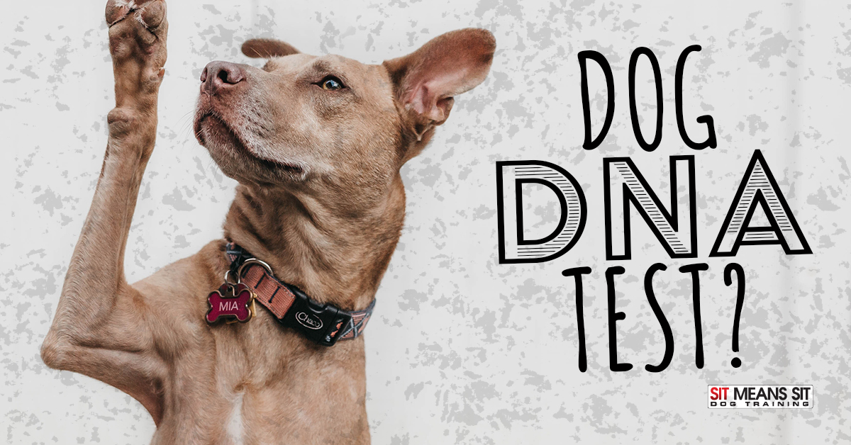 Should I Use a Dog DNA Test?
