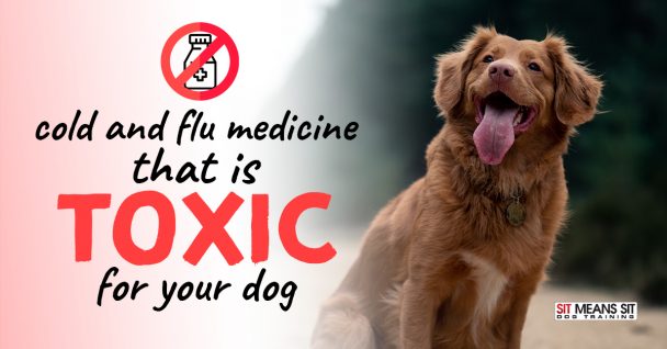 Cold & Flu Medicine That is Toxic for Your Dog