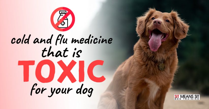 Cold & Flu Medicine That is Toxic for Your Dog