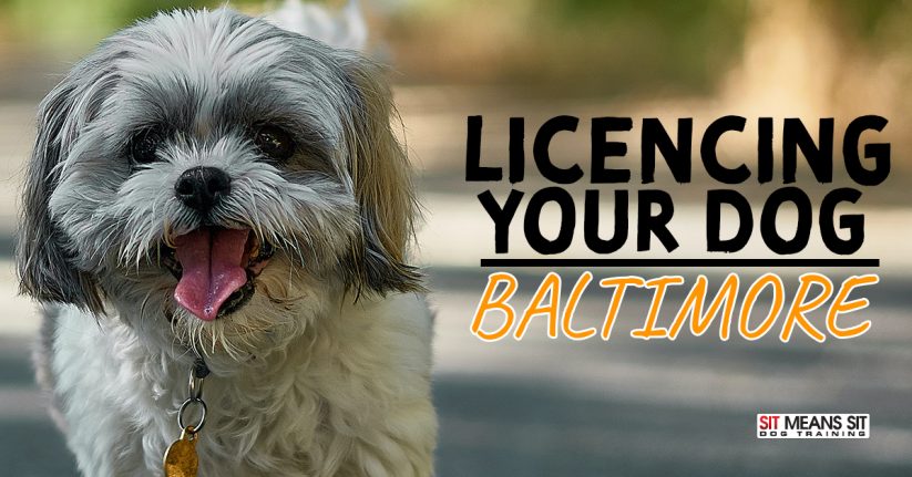 Tips for Licencing Your Dog in Baltimore