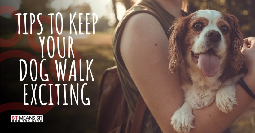 Tips to Keep Your Dog Walk Exciting