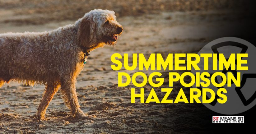 Summertime Dog Poison Hazards