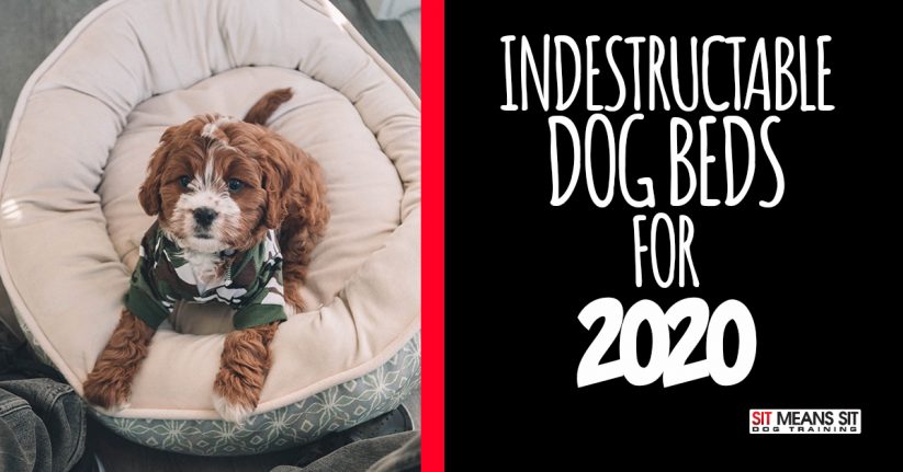 Indestructable Dog Beds for 2020