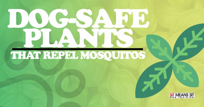 Dog Safe Plants that Repel Mosquitoes