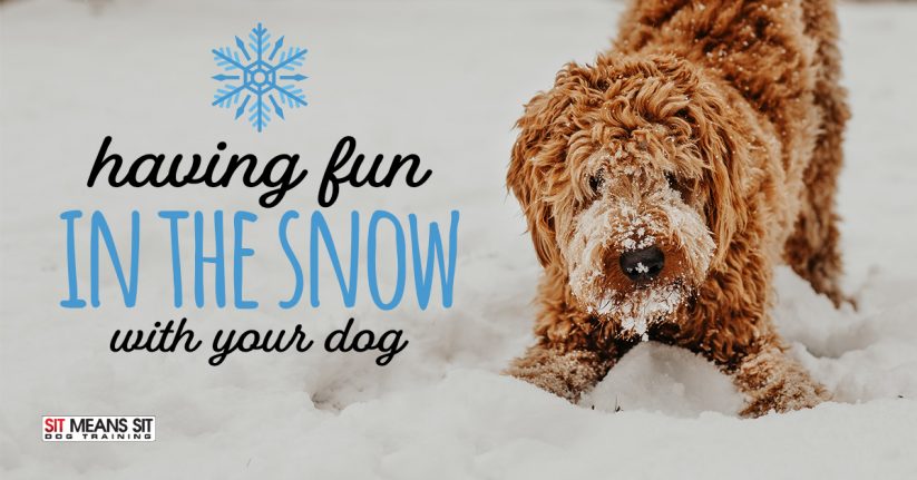 Having Fun in the Snow with Your Dog