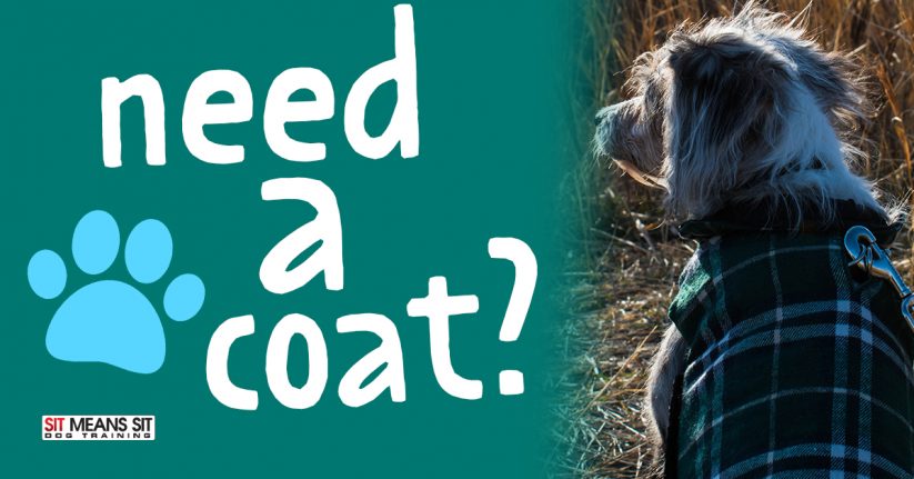 Does My Dog Need a Coat?