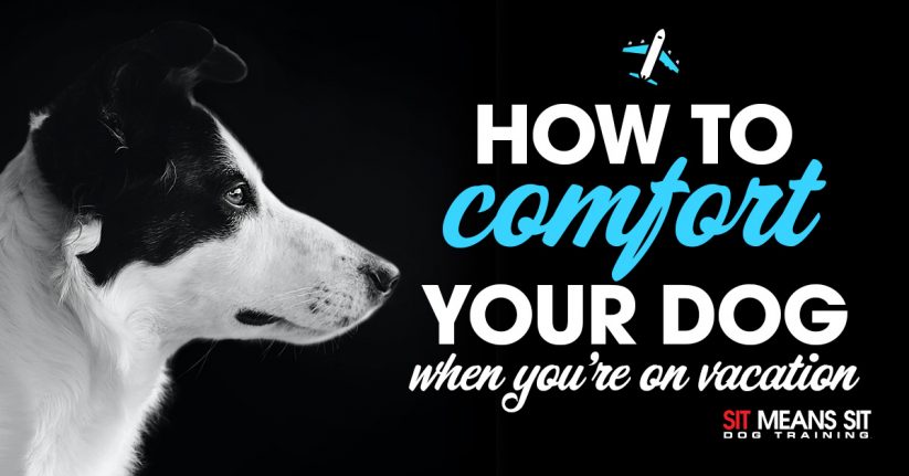 How to Comfort Your Dog When You're On Vacation