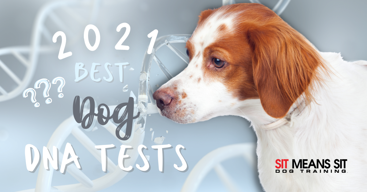 Best Dog DNA Tests For 2021 | Sit Means Sit Dog Training Bel Air