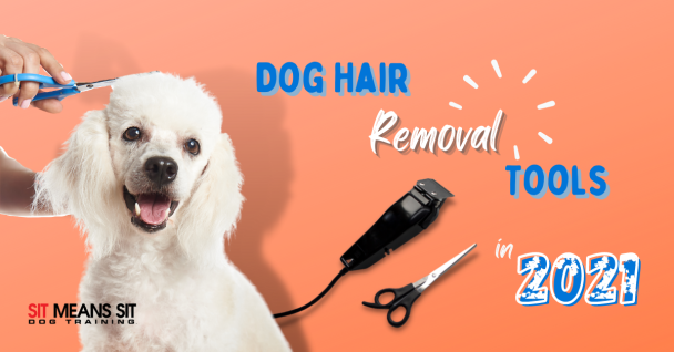 Best Dog Hair Removal Tools 2021