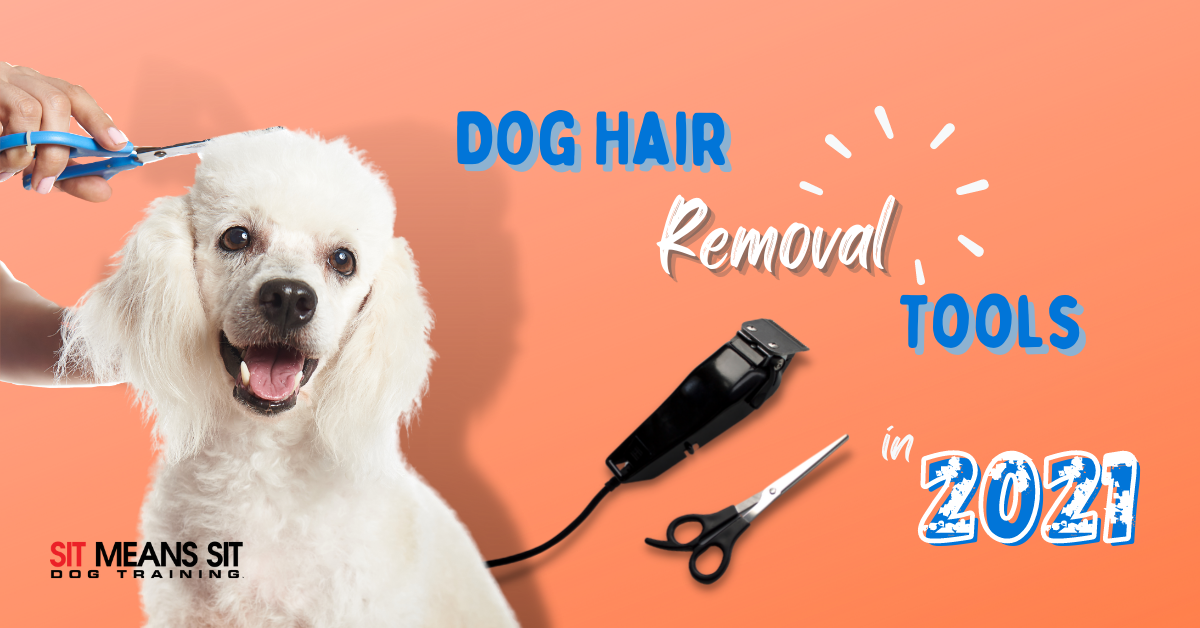 Best Dog Hair Removal Tools 2021 | Sit Means Sit Dog Training Bel Air