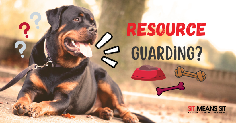 Resource Guarding: What It is and How to Stop Your Dog from Doing It