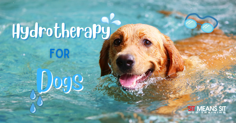 Hydrotherapy for Dogs