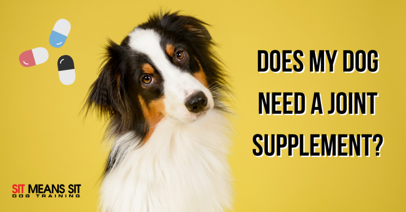 Does My Dog Need a Joint Supplement?