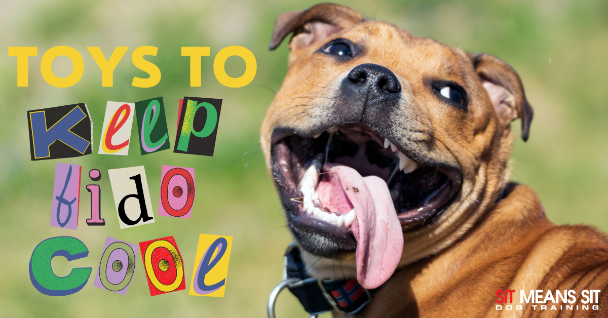 toys to keep fido cool poster with picture of a dog with a silly facial expressions
