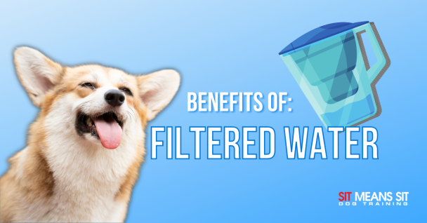 benefits of filtered water poster with a dog with its tongue out
