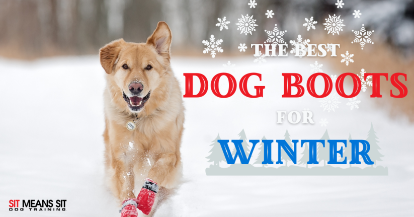 the best dog boots for winter poster with a dog running on snow with snow boots on