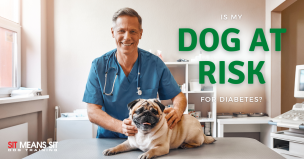 is my dog at risk for diabetes a sit means sit poster with a dog sitting next to a doctor