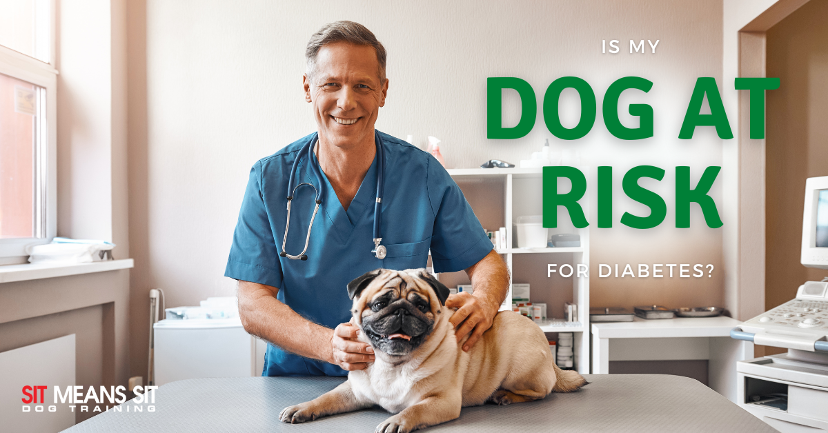 is my dog at risk for diabetes a sit means sit poster with a dog sitting next to a doctor