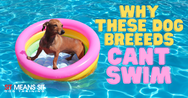 why these dog breeds can't swim poster with a dog in the pool on a floatie