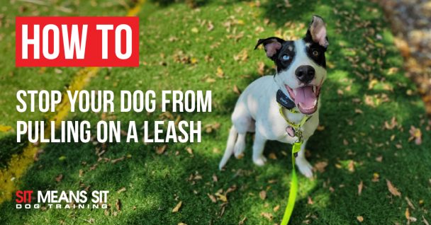 how to stop your dog from pulling on a leash poster with a dog posing with an open mouth on a leash
